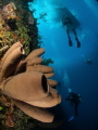   Brown Tube Sponge Divers  